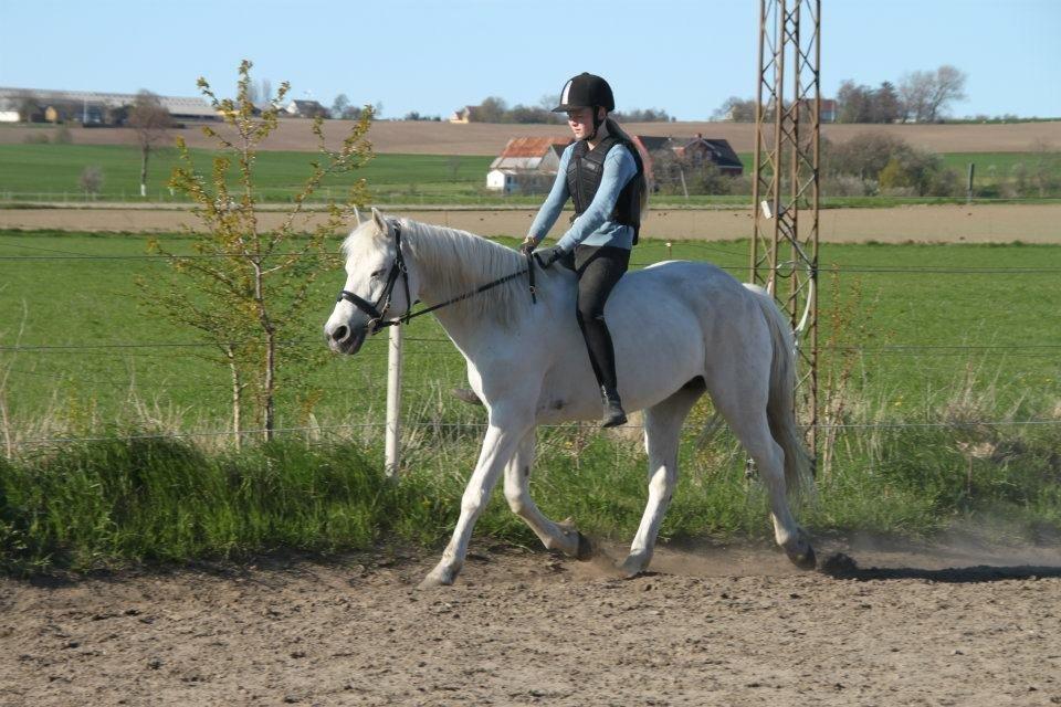 Connemara Nørlunds Petsy Bay *Petter* 1996-2012 - Ridning uden saddel - Foto; Frederikke T billede 6