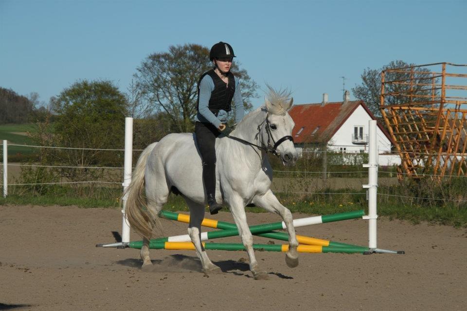 Connemara Nørlunds Petsy Bay *Petter* 1996-2012 - Springning uden saddel - Foto; Frederikke T billede 7