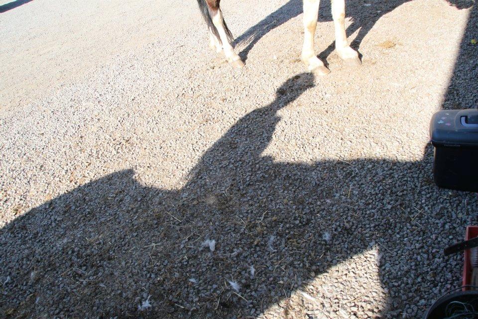 Connemara Nørlunds Petsy Bay *Petter* 1996-2012 - Skyggeridder - Foto; Frederikke T billede 8