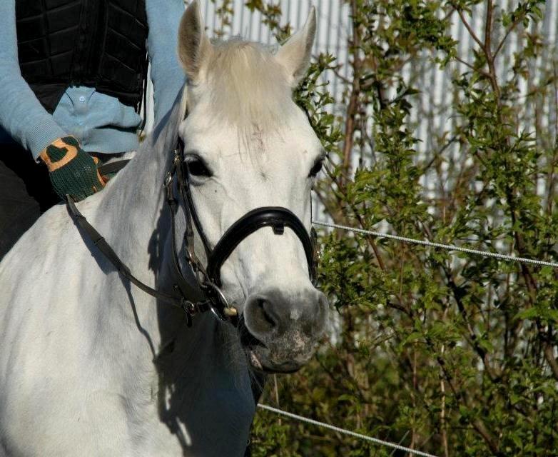 Connemara Nørlunds Petsy Bay *Petter* 1996-2012 - Petzy der ligner en ponze - Foto; Frederikke T billede 9
