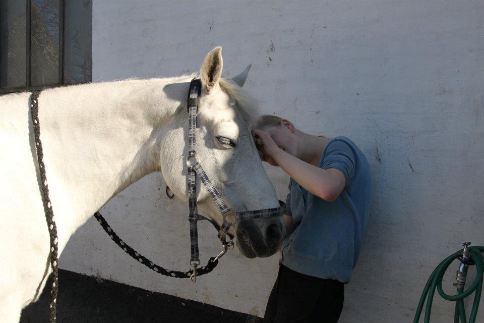 Connemara Nørlunds Petsy Bay *Petter* 1996-2012 - Hvad er det du har i hovedet Petzy? xD - Foto; Frederikke T billede 10