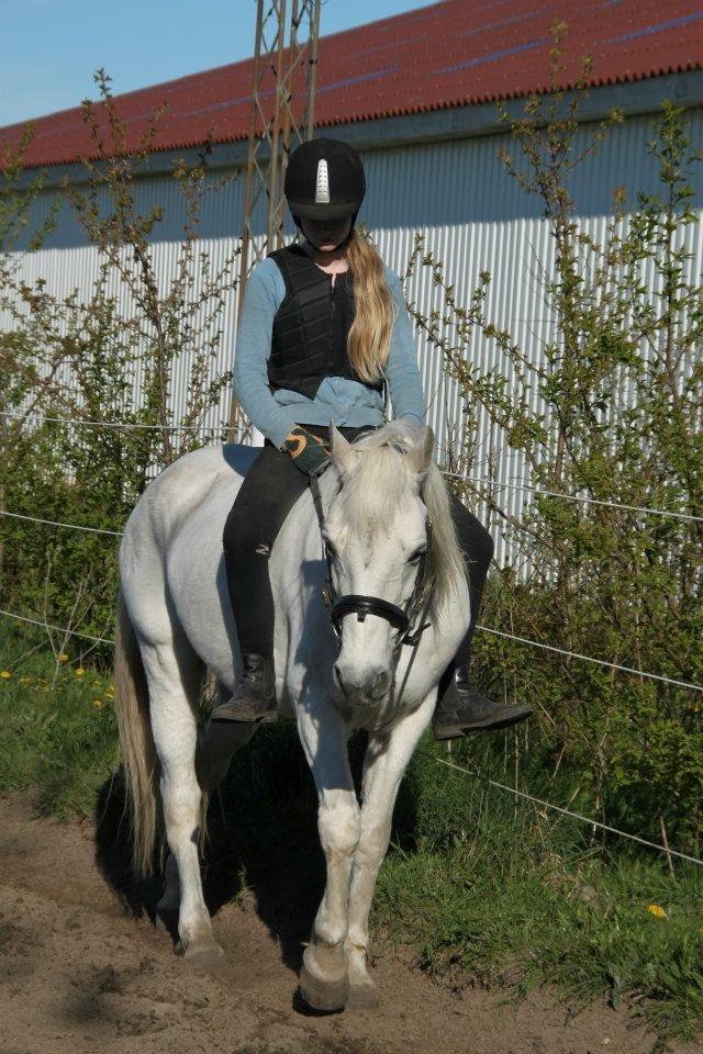 Connemara Nørlunds Petsy Bay *Petter* 1996-2012 - Mere ridning uden saddel xD - Foto; Frederikke T billede 11