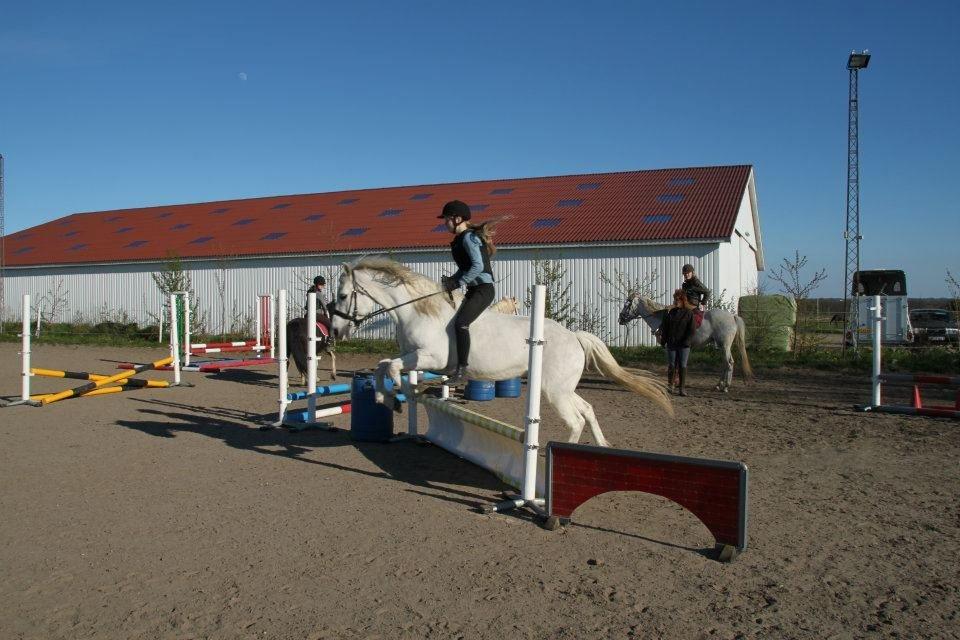 Connemara Nørlunds Petsy Bay *Petter* 1996-2012 - Springning uden saddel - Foto; Frederikke T billede 12