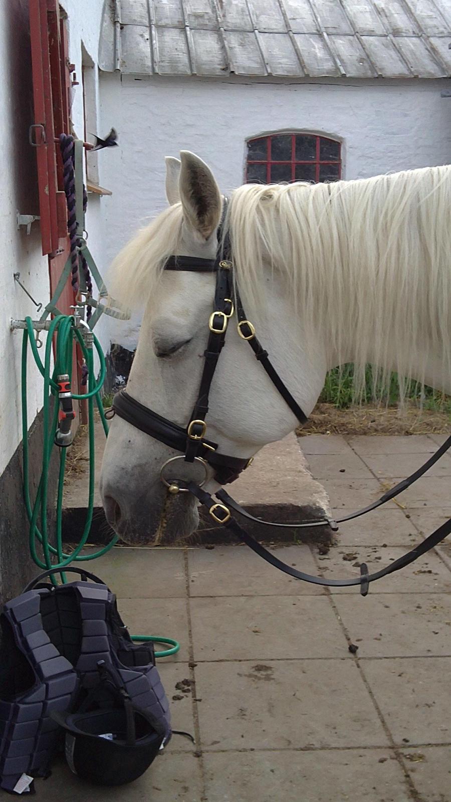 Connemara Nørlunds Petsy Bay *Petter* 1996-2012 - Sovende Petzy inden ridetimen, mens vi venter på, at de andre bliver klar :p - Foto; Ida billede 13