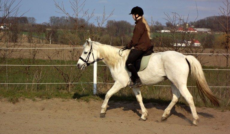 Connemara Nørlunds Petsy Bay *Petter* 1996-2012 - Dressurtræning - Foto; Ida billede 14