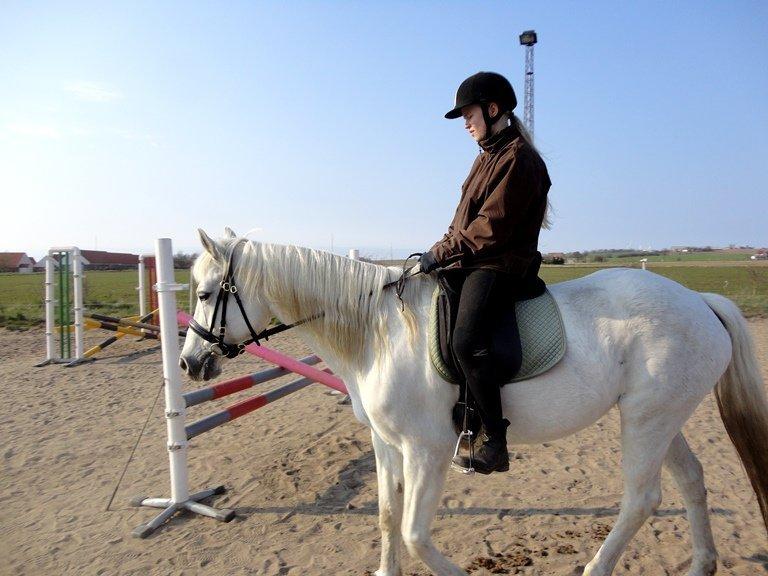 Connemara Nørlunds Petsy Bay *Petter* 1996-2012 - Opvarmning til springning - Foto; Ida billede 15