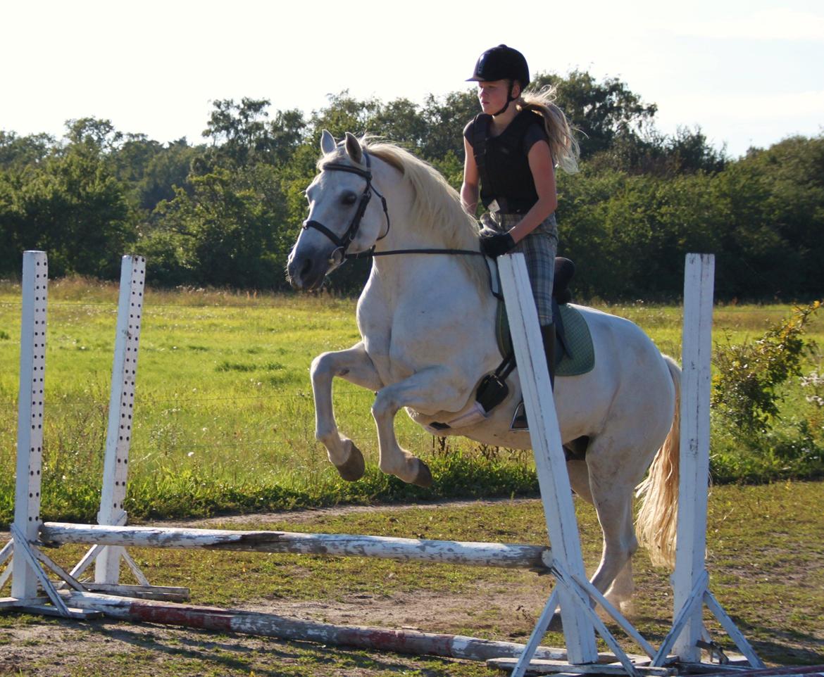 Connemara Nørlunds Petsy Bay *Petter* 1996-2012 - Springtræning - Foto; Frederikke T billede 17