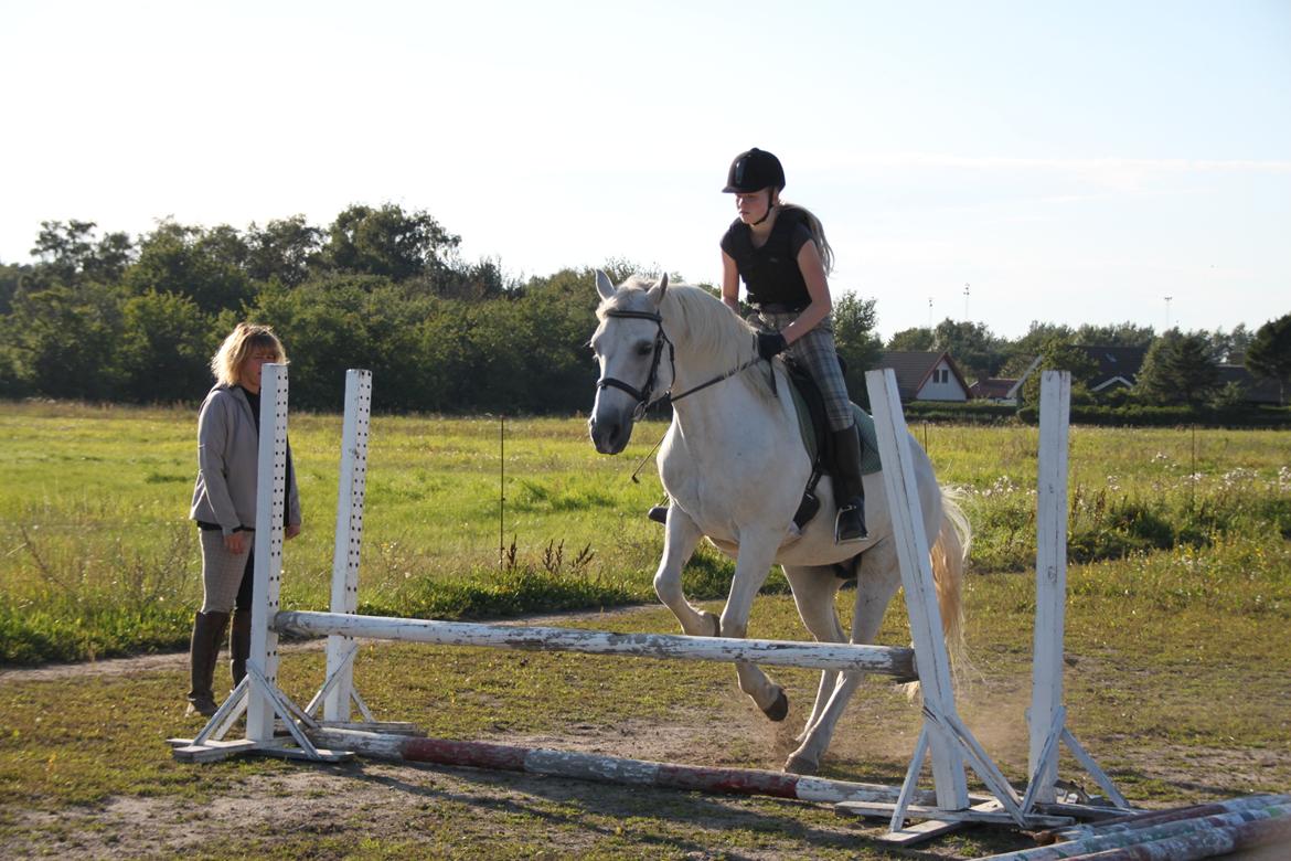 Connemara Nørlunds Petsy Bay *Petter* 1996-2012 - Springtræning - Foto; Frederikke T billede 18