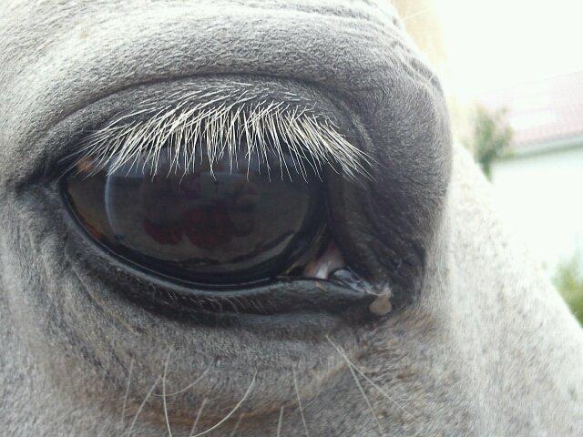 Connemara Nørlunds Petsy Bay *Petter* 1996-2012 - Petzy-øje xD - Foto; Ida billede 19