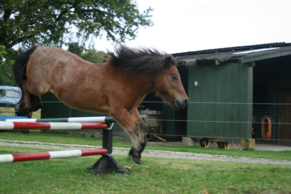 Shetlænder Bukkerupgårds Elvira - 80cm! Er stolt! <3 billede 4