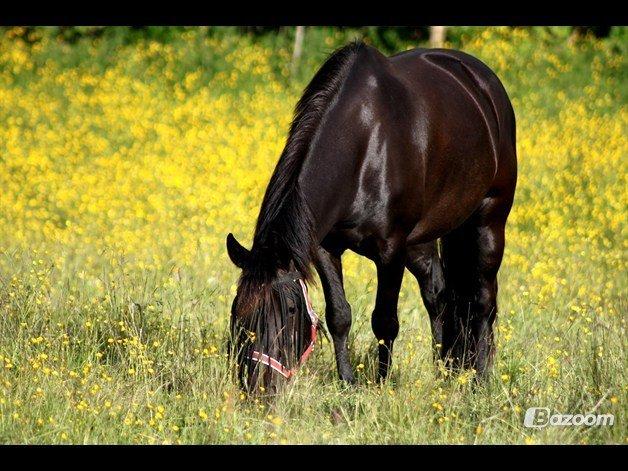 Anden særlig race Amy ¨¨Soulmate¨¨<3 - „Når nogen fortæller dig at du er smuk, mener de det ikke altid. Men når jeg siger til dig, at du er smuk, så mener jeg det helt fra hjertet.“
 billede 1