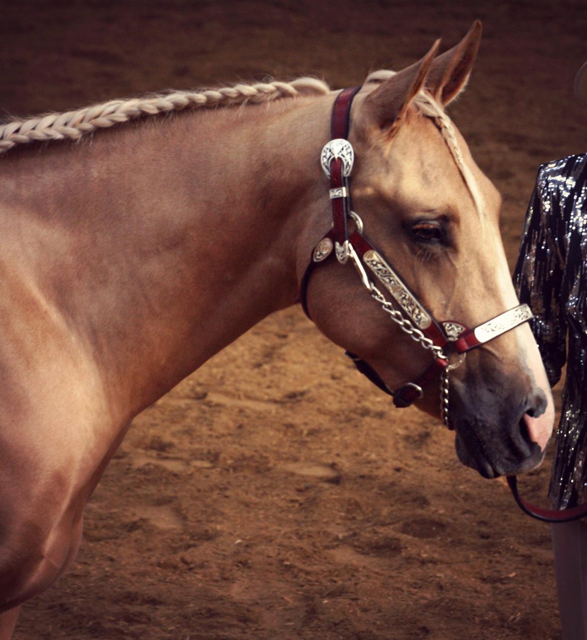 Quarter Roosters Final Pine - Beauty! Halter 2 year old Geldings - Danish Championships 2012. billede 14
