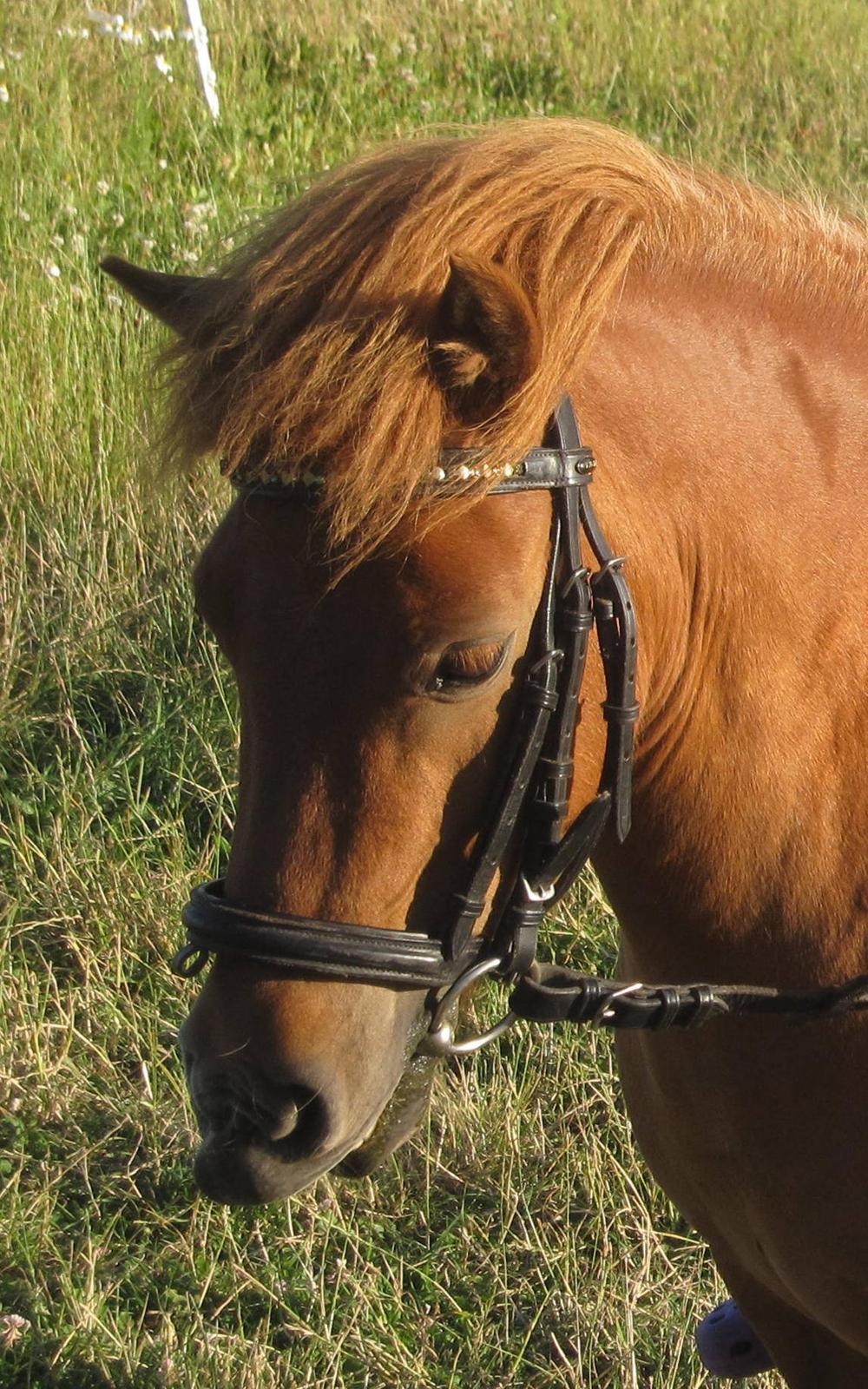 Shetlænder Westergaard's Lise (solgt) <3 <3 - Sommer :D<3 billede 18