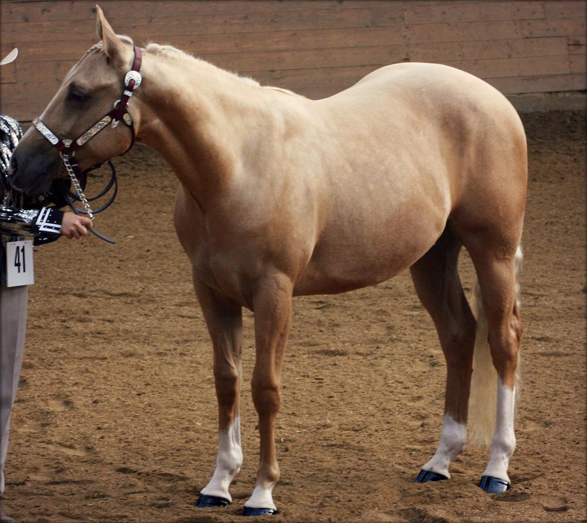 Quarter Roosters Final Pine - Open Halter 2 year old Geldings - DM 2012 billede 15