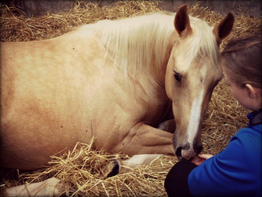 Quarter Roosters Final Pine - En træt lillefyr i stalden til DM i Ikast, sep 2012. billede 17