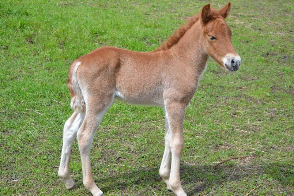 Islænder Tóki fra Bakkely billede 1