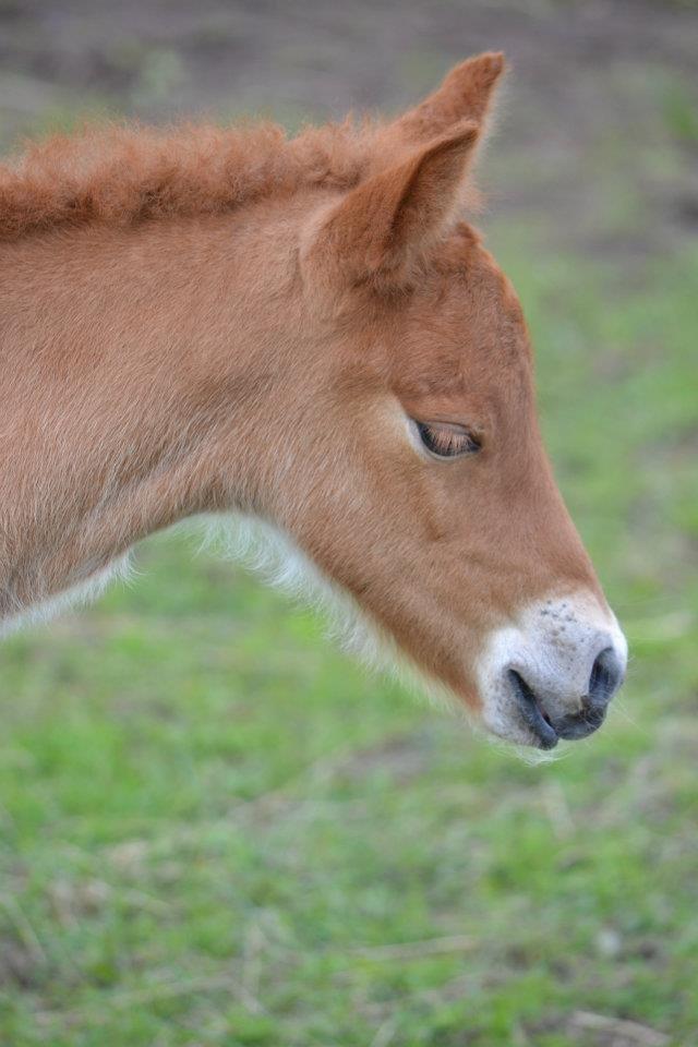 Islænder Tóki fra Bakkely billede 2