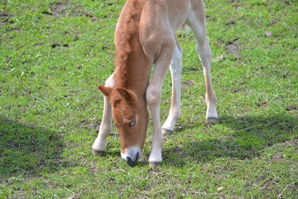 Islænder Tóki fra Bakkely billede 3