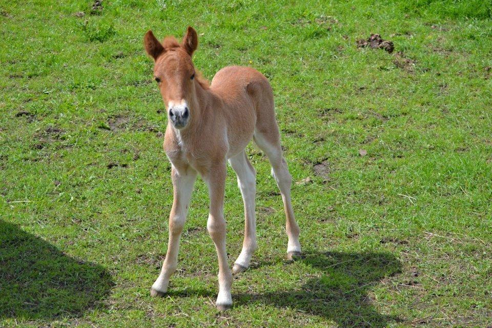 Islænder Tóki fra Bakkely billede 4