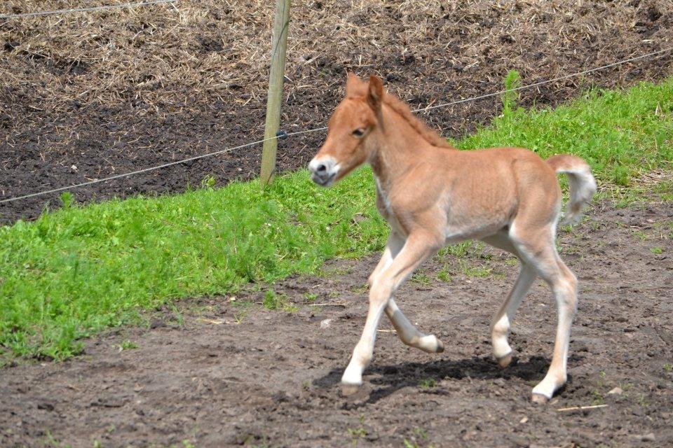 Islænder Tóki fra Bakkely billede 5