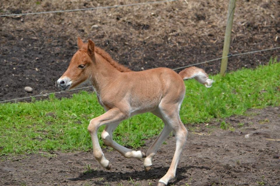 Islænder Tóki fra Bakkely billede 6