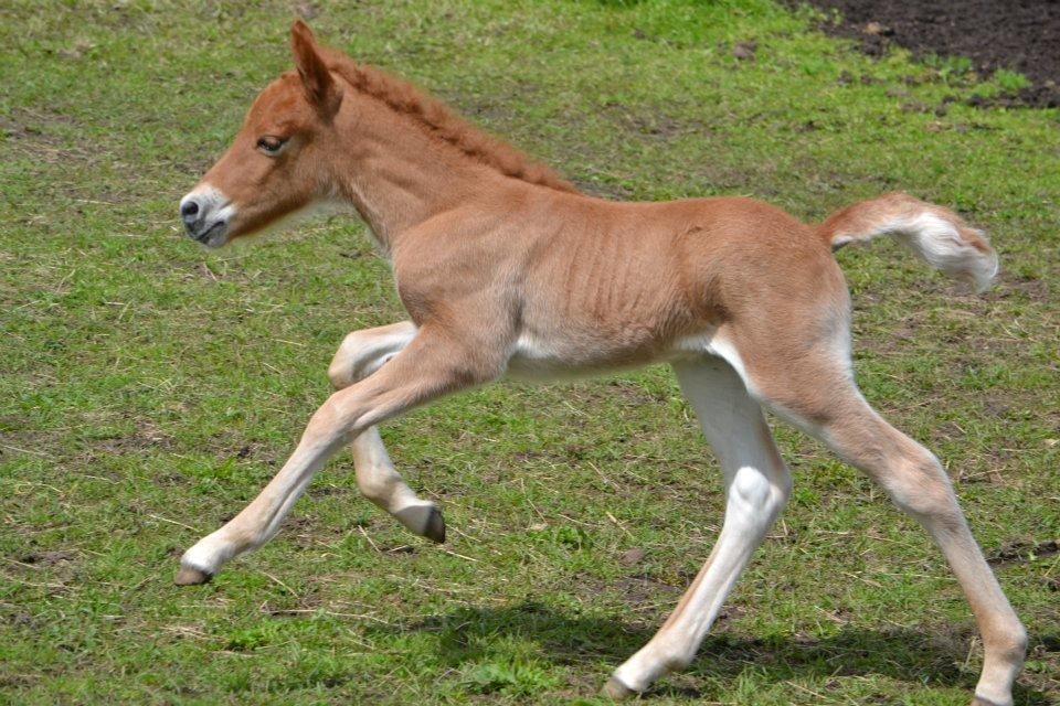 Islænder Tóki fra Bakkely billede 7