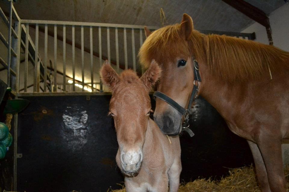 Islænder Tóki fra Bakkely billede 8