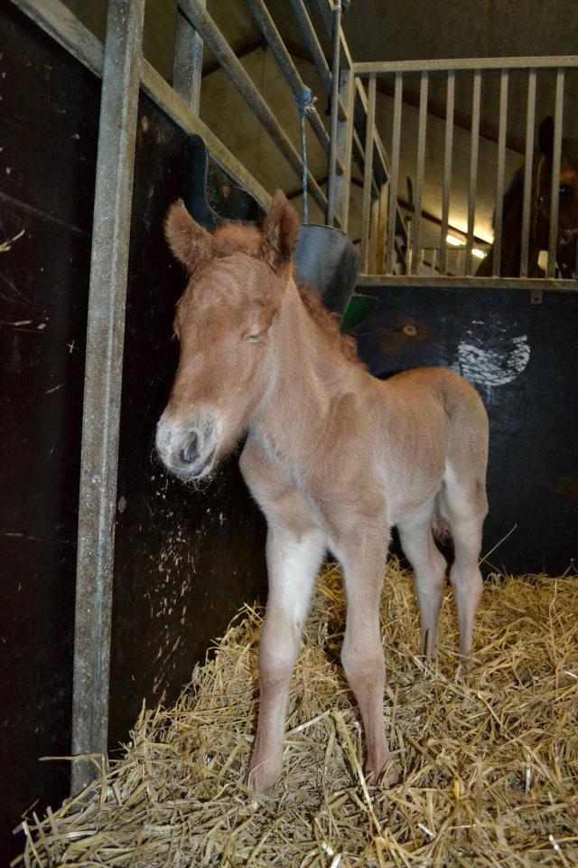 Islænder Tóki fra Bakkely billede 9