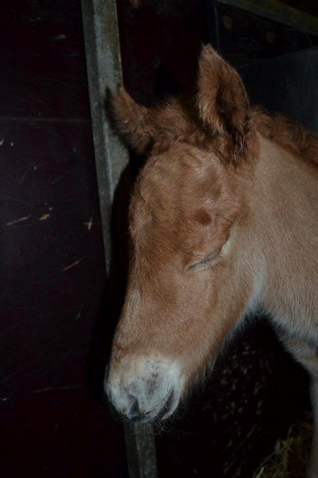 Islænder Tóki fra Bakkely billede 10
