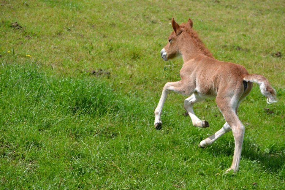 Islænder Tóki fra Bakkely billede 11