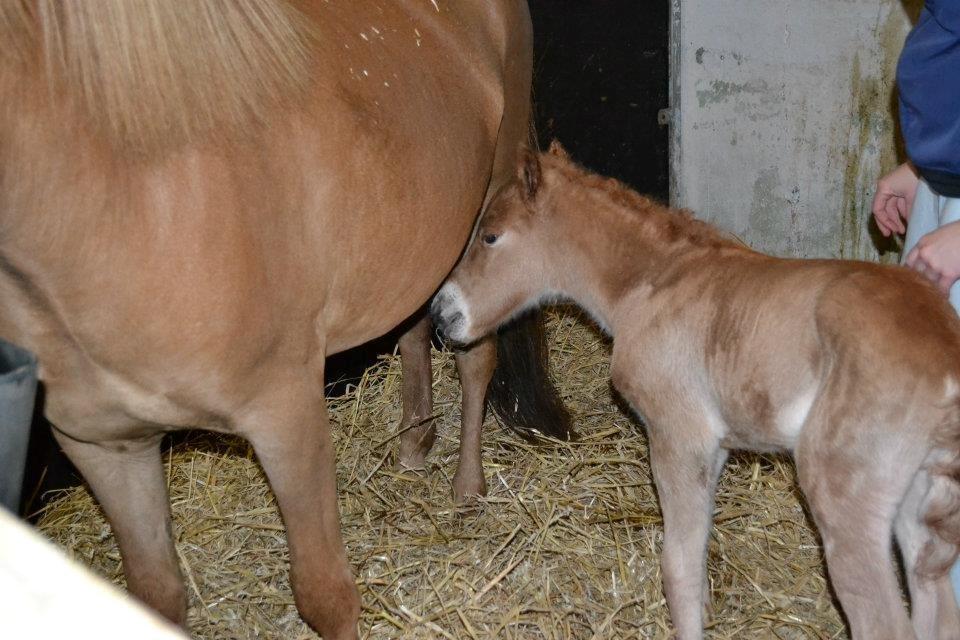 Islænder Tóki fra Bakkely billede 13