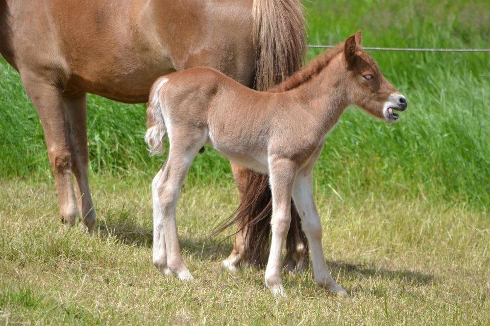 Islænder Tóki fra Bakkely billede 14