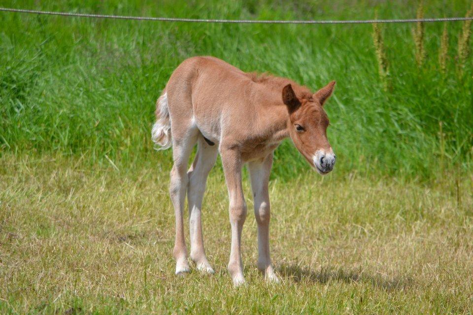 Islænder Tóki fra Bakkely billede 15