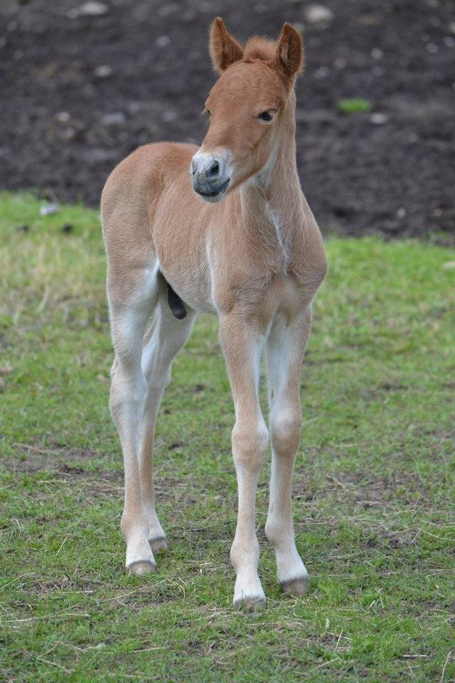 Islænder Tóki fra Bakkely billede 16