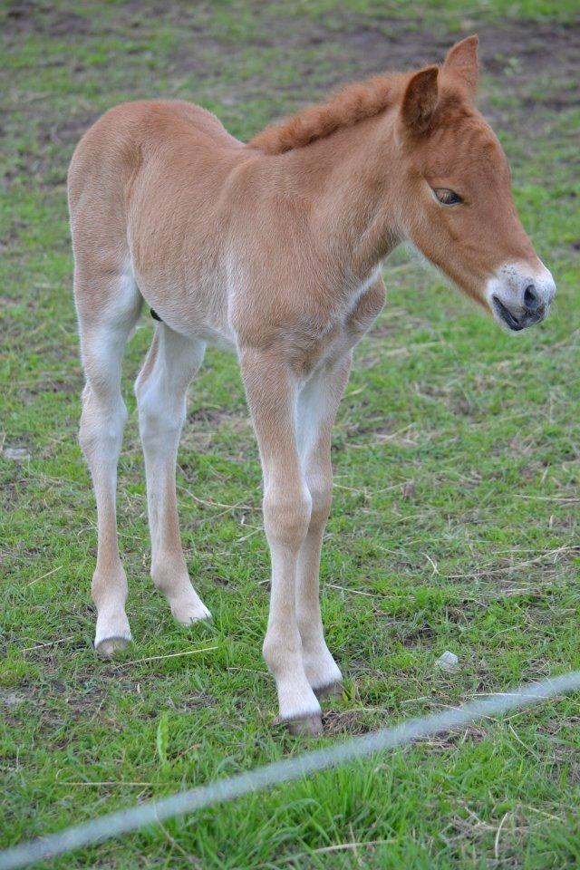 Islænder Tóki fra Bakkely billede 17