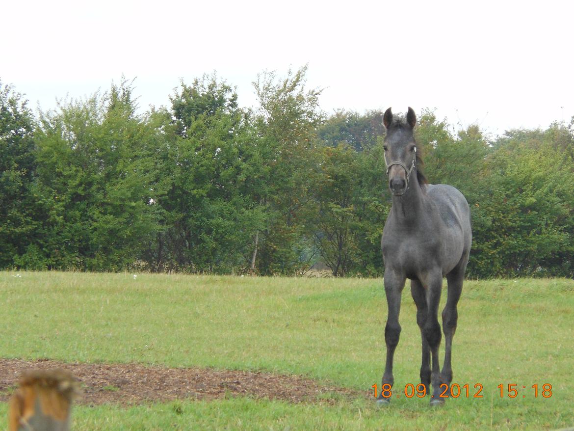 Zangersheide Couture Z - 18/9-12 billede 19