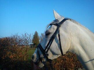 Anden særlig race Just My Luck billede 14