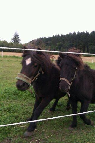 Shetlænder **Sonny** - Sonny og Madonnas daglige konkurrence om, hvem der kommer først hen til mig, når jeg kalder:-) billede 16