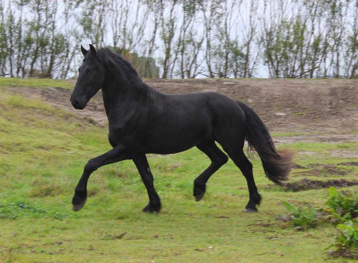 Frieser Gandalf af Dandanell billede 12