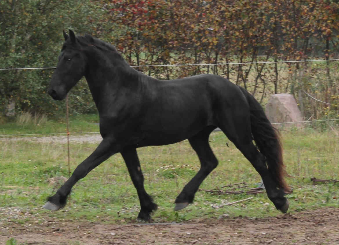 Frieser Gandalf af Dandanell billede 13