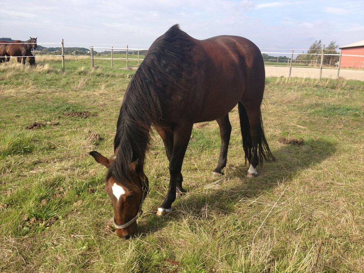 Holstener Komet billede 4