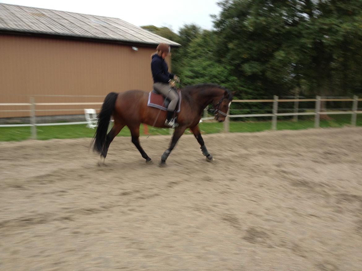 Holstener Komet billede 11