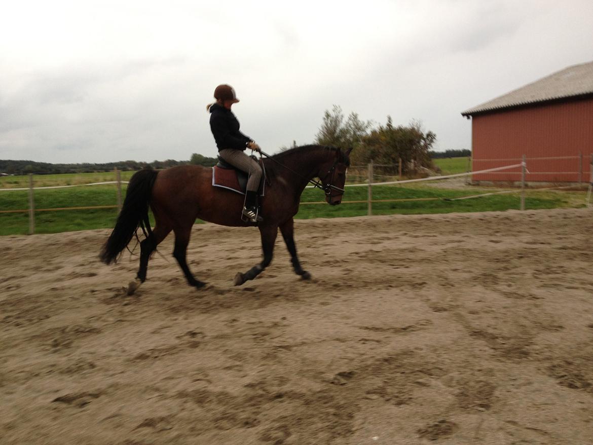 Holstener Komet billede 12