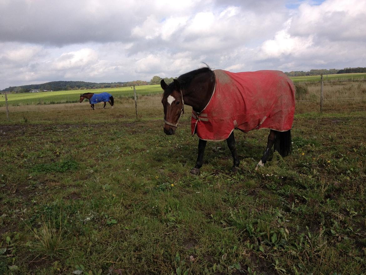 Holstener Komet billede 13