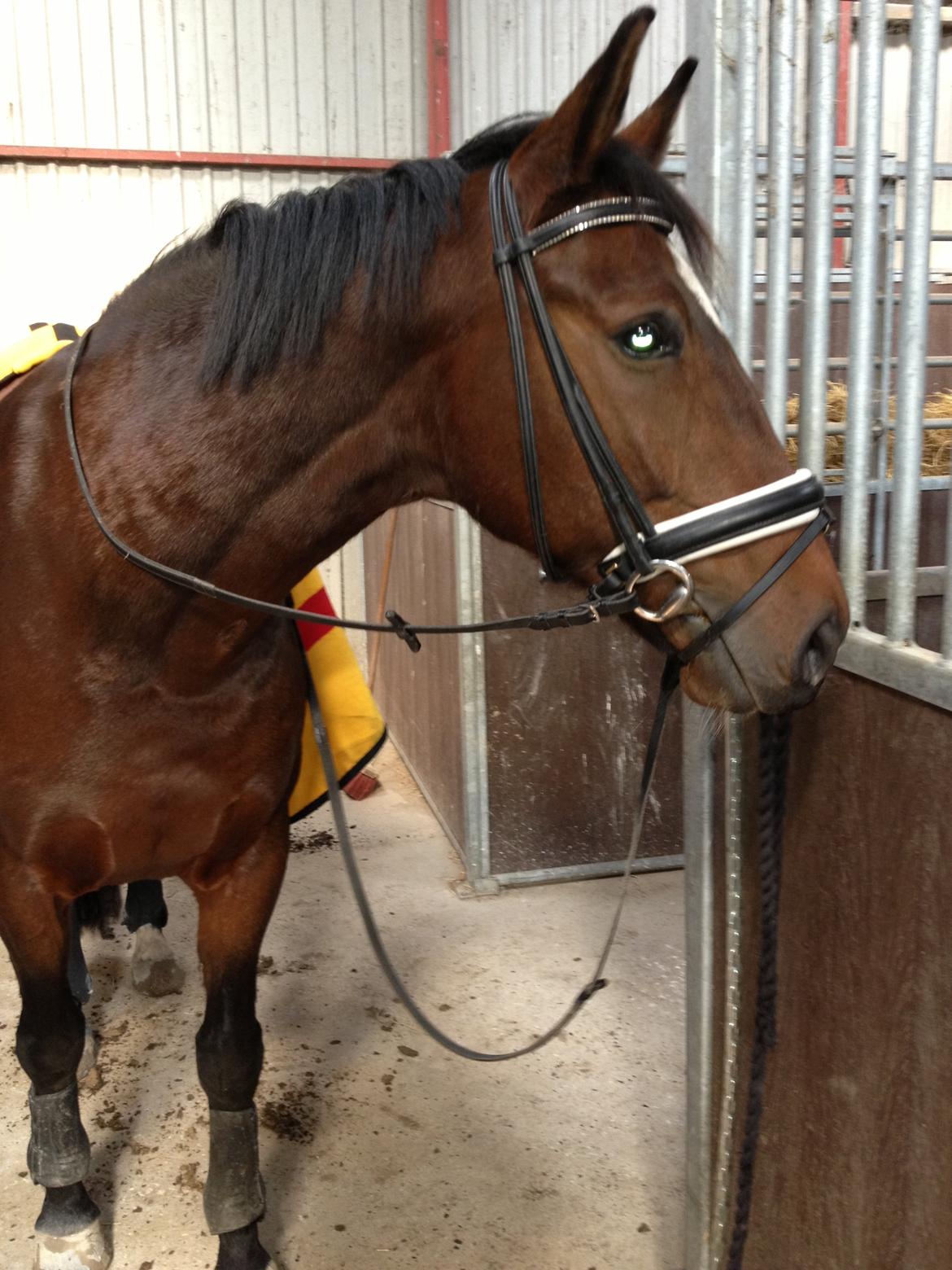 Holstener Komet billede 15