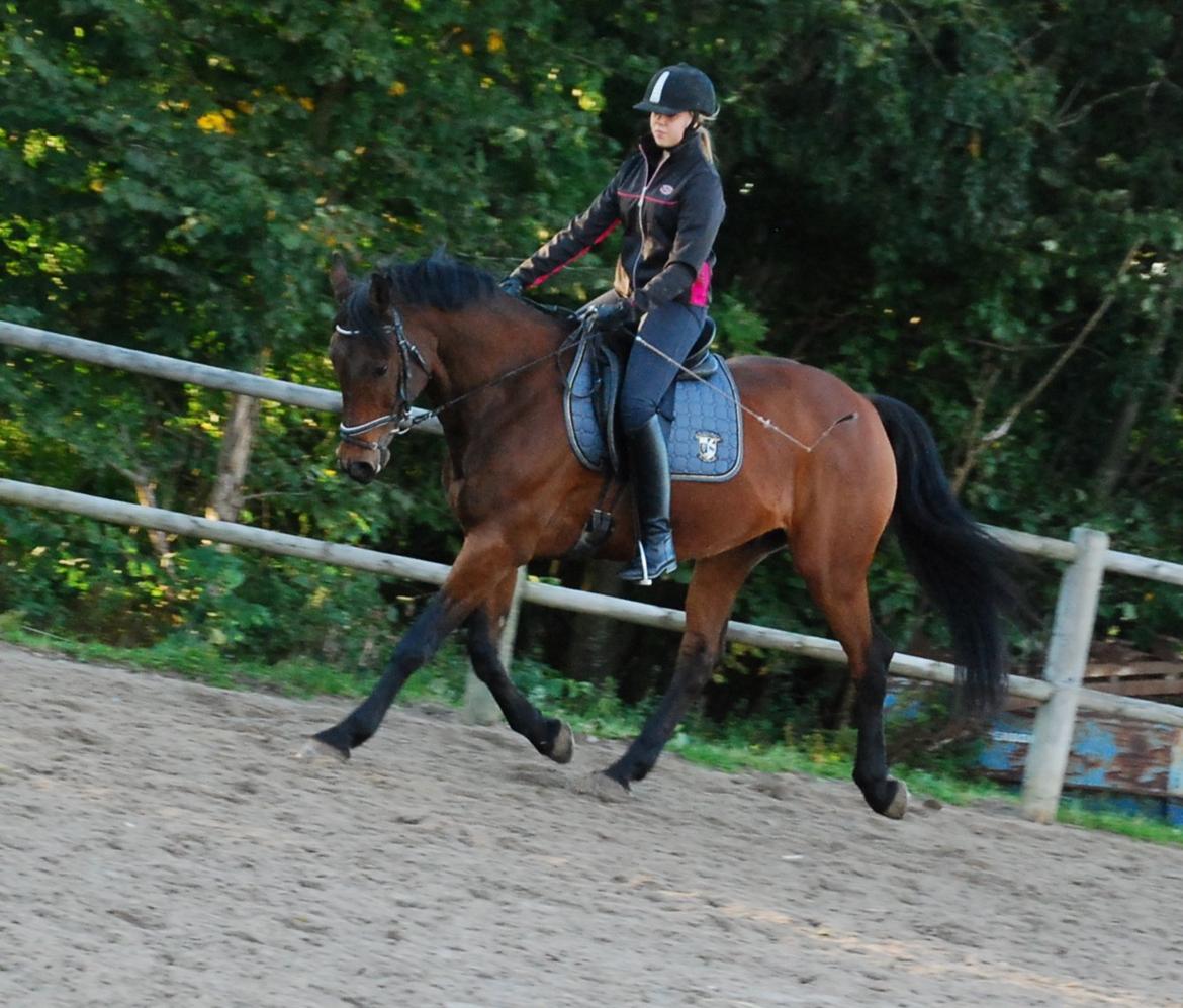 Dansk Varmblod Facit - Træning d. 4. oktober 2012 Foto: Julie - tak billede 6