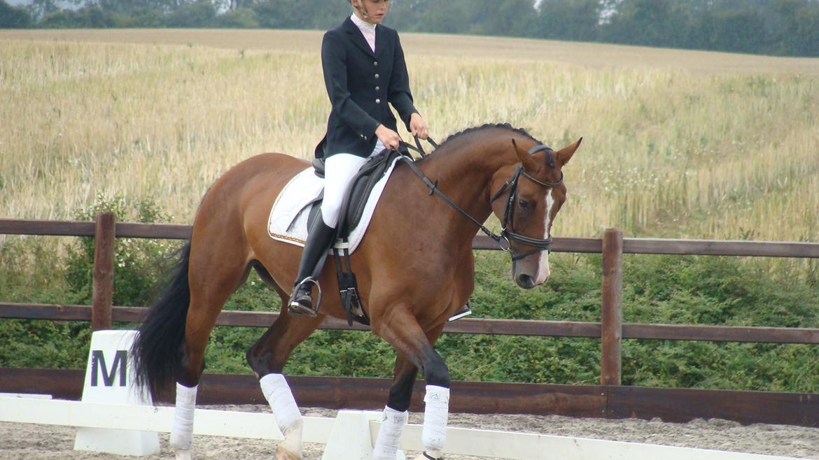 Dansk Varmblod Egegårdens Carisma billede 20