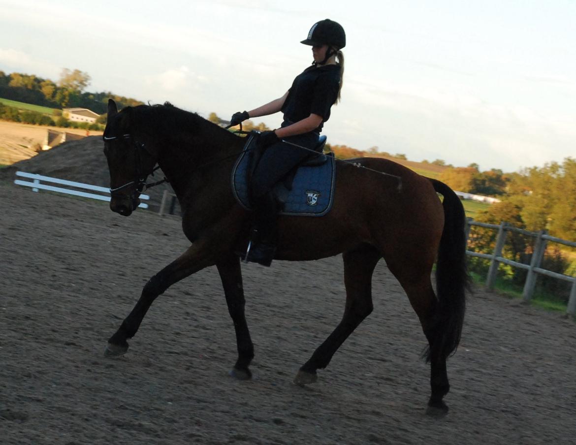 Dansk Varmblod Facit - Træning d. 4. oktober 2012 Foto: Julie - tak billede 20