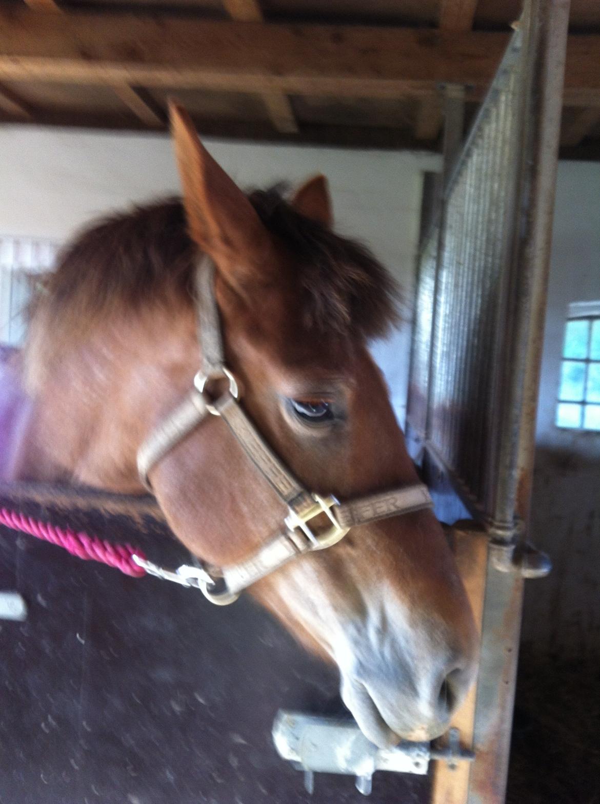 Anden særlig race Blisser billede 18