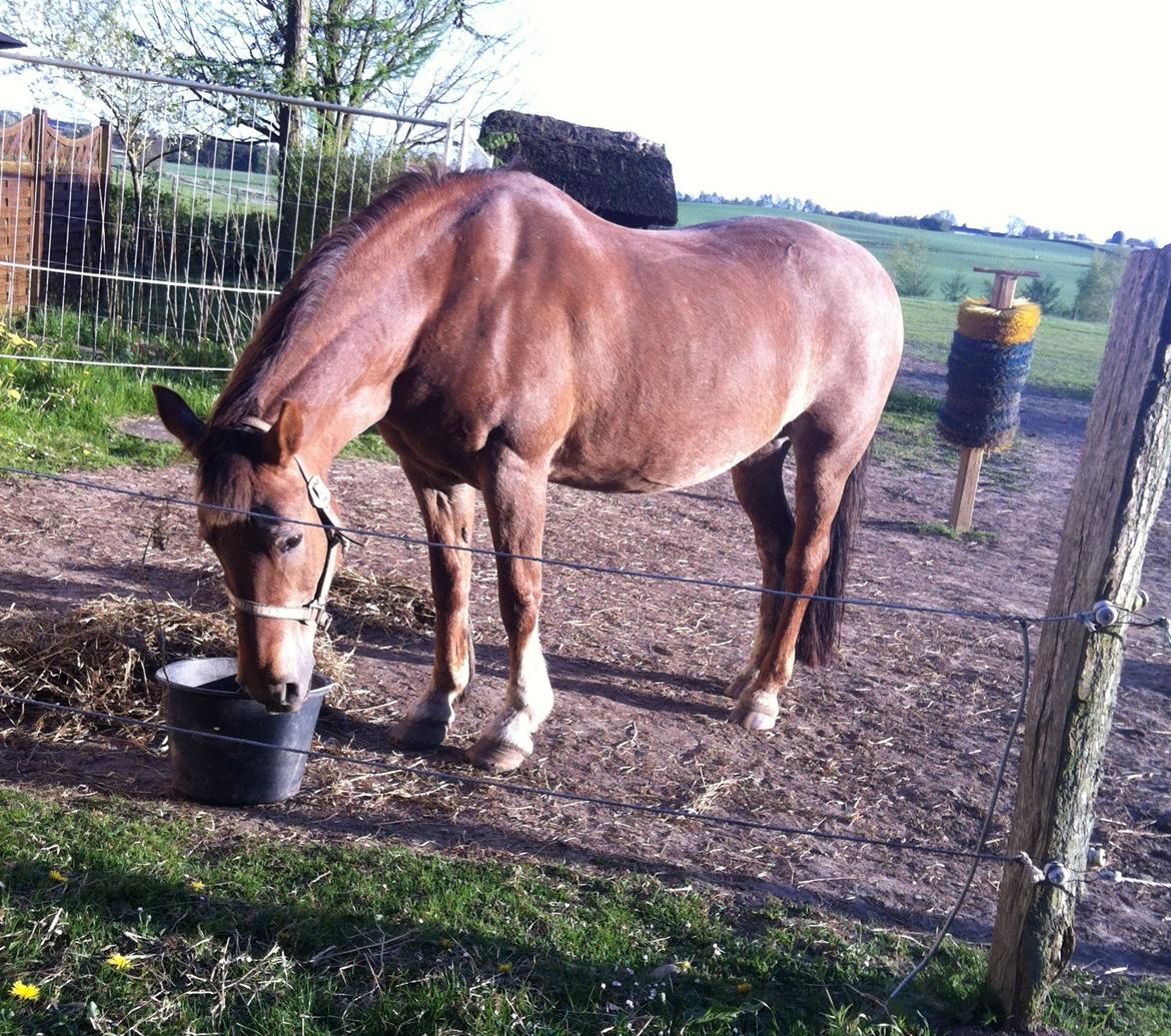 Anden særlig race Blisser - Sidste gang jeg så hende :( billede 1